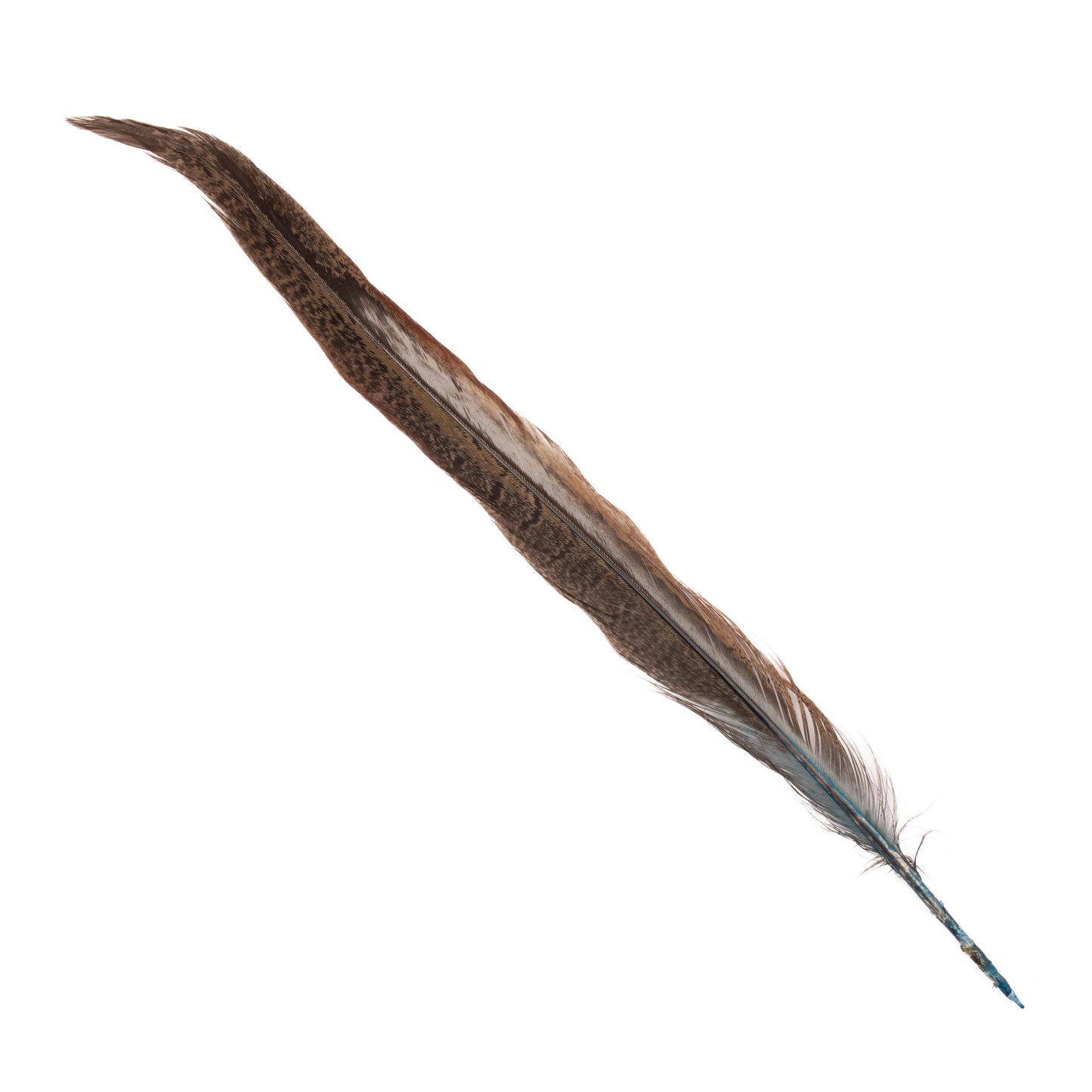 Ringneck Pheasant Tail Feathers
