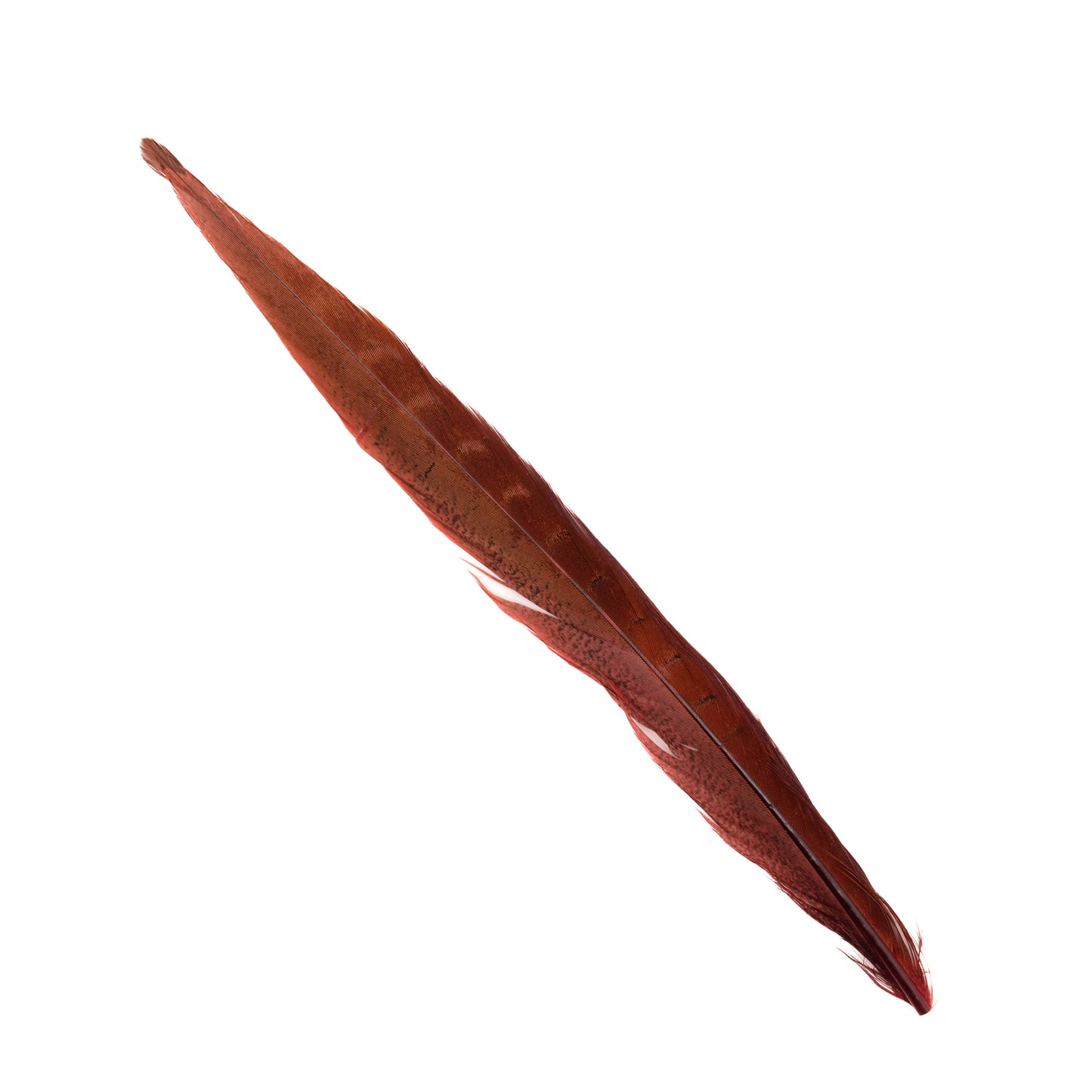 Ringneck Pheasant Tail Feathers