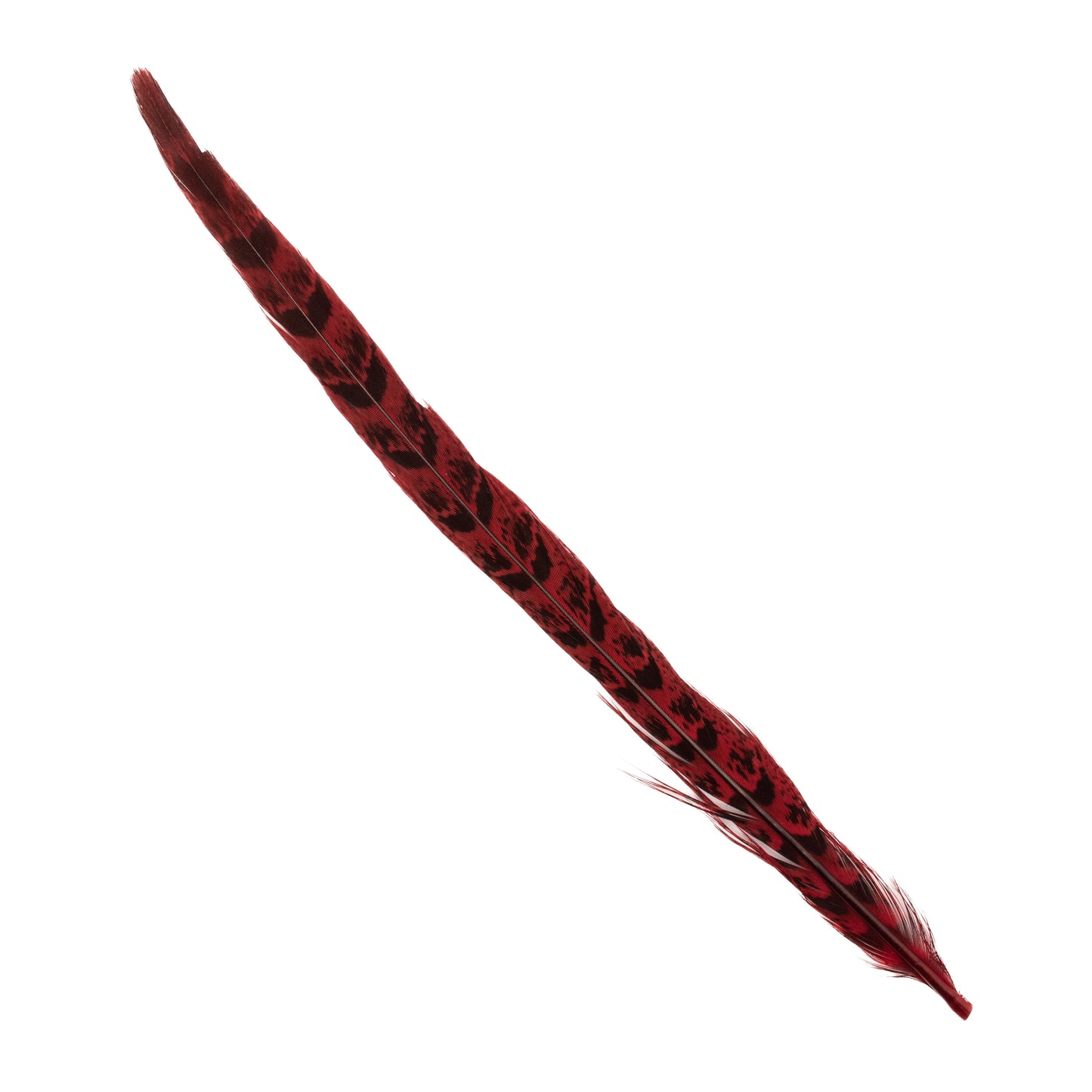 Ringneck Pheasant Tail Feathers