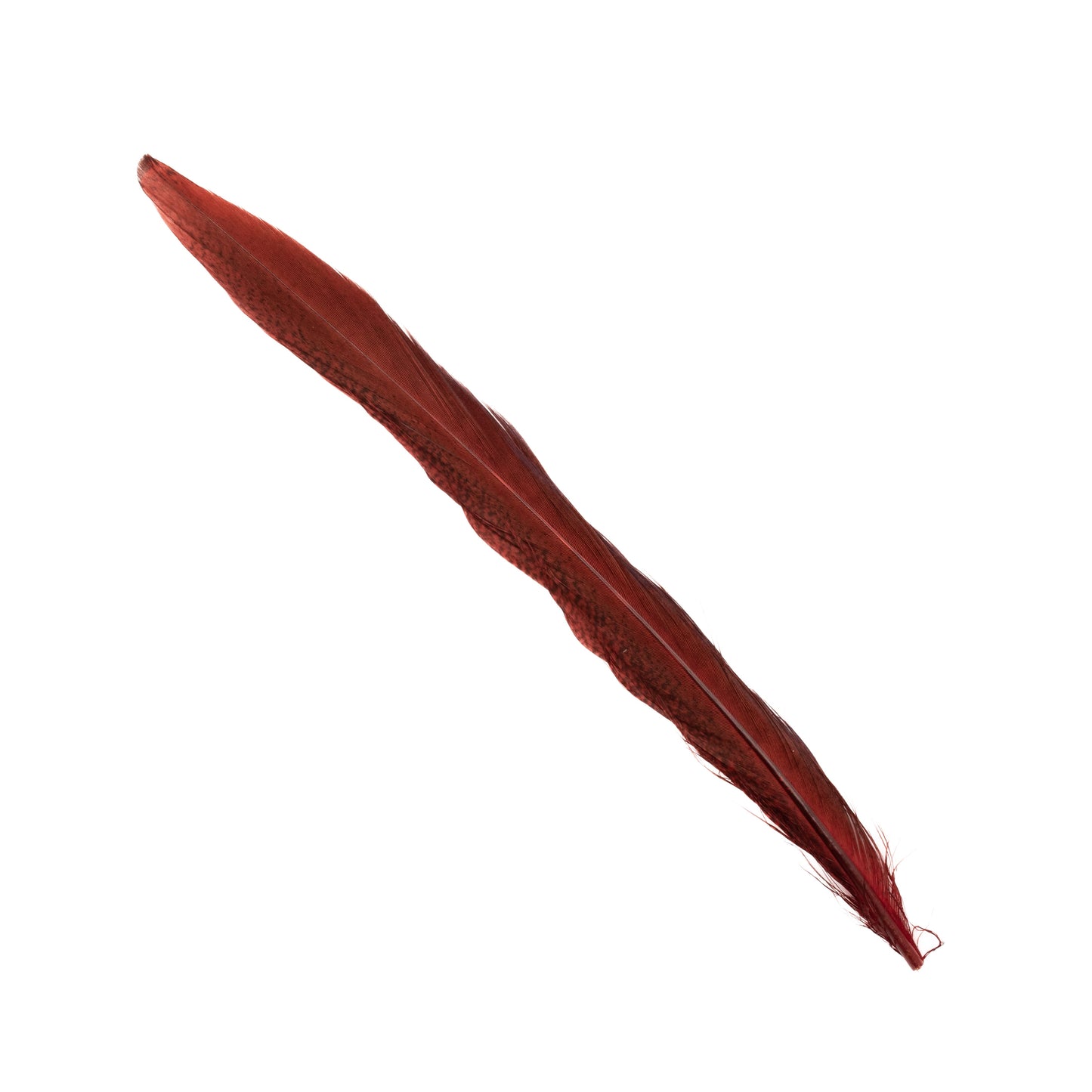 Ringneck Pheasant Tail Feathers