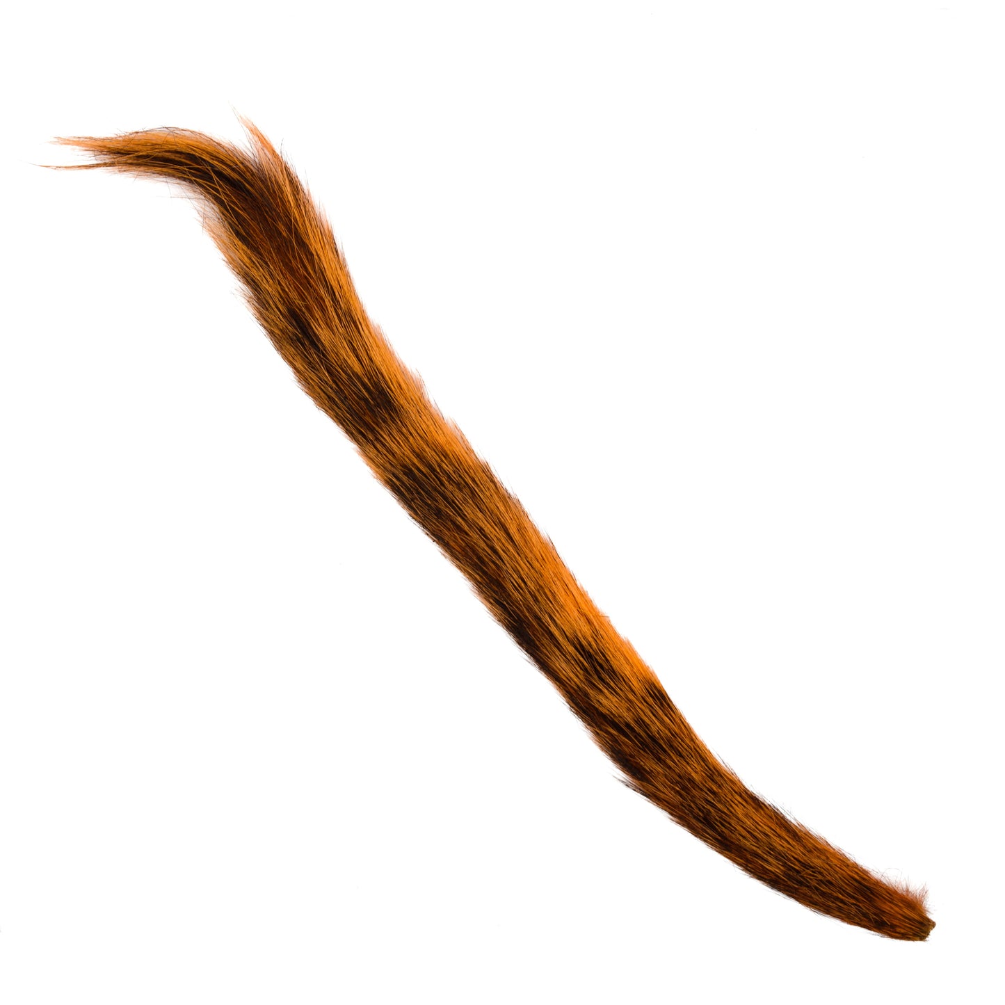 Squirrel Tail