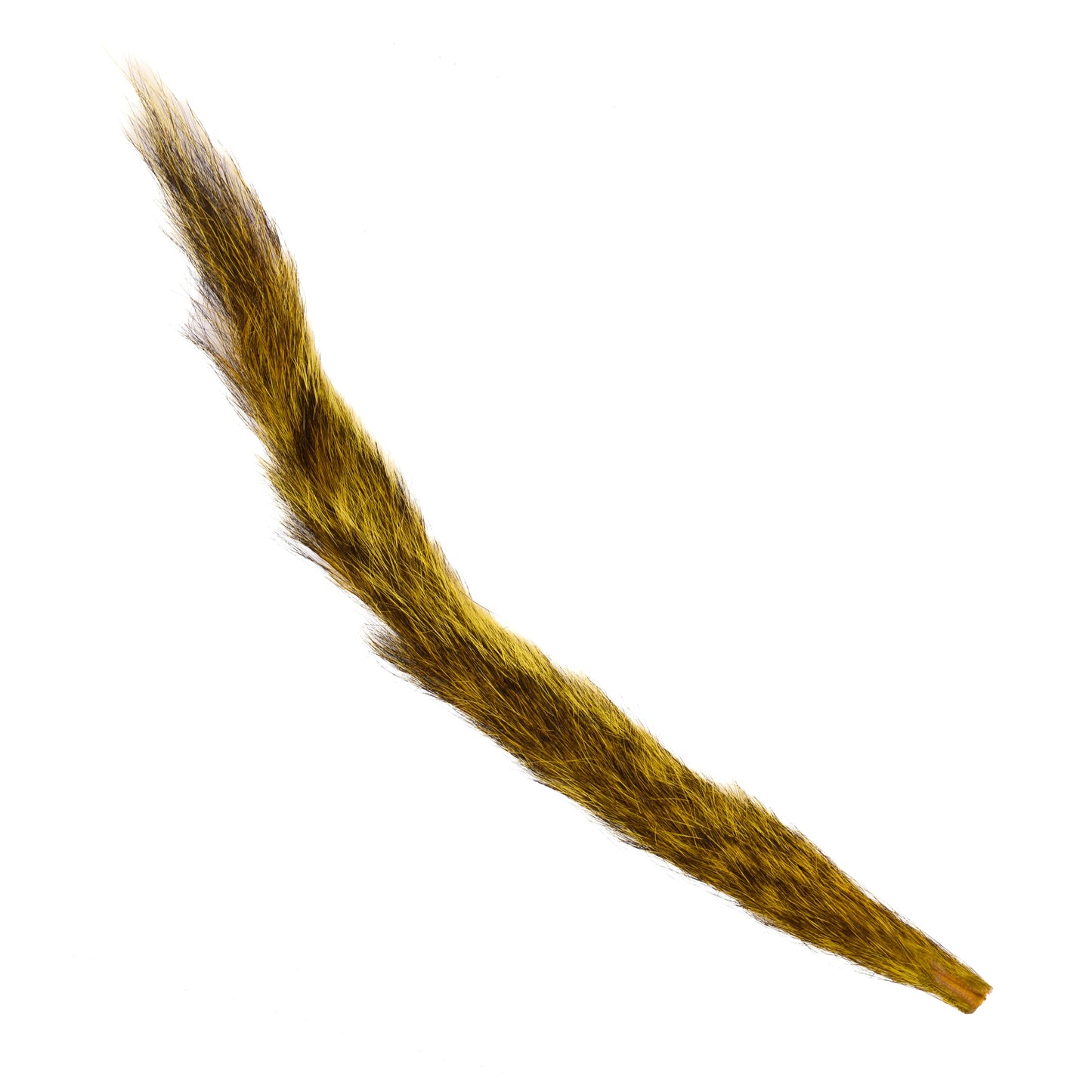 Squirrel Tail