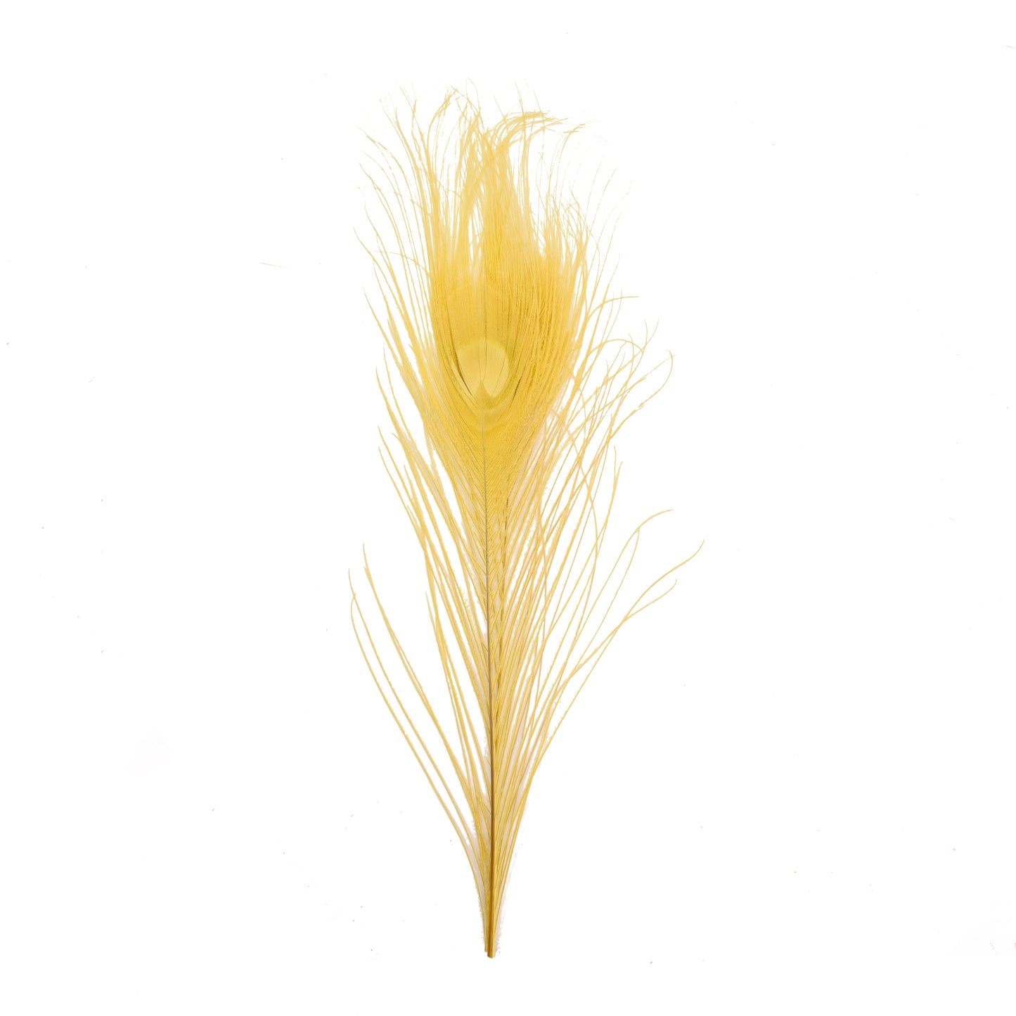 Stripped Peacock Quills