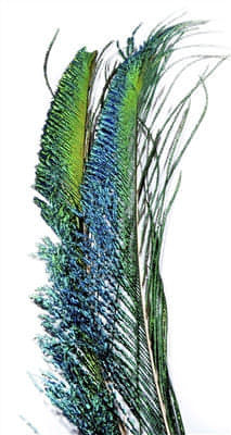 Peacock Swords