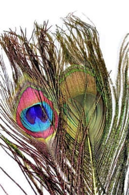 Peacock Eyes
