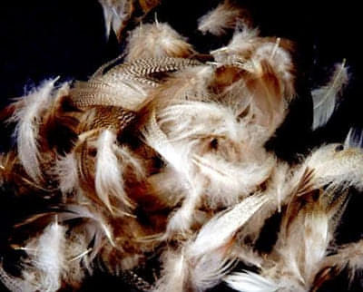 Mixed Duck Plumage