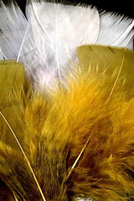 Thorax Feathers