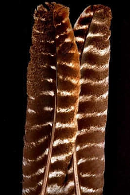 Natural Bronze Turkey Quills