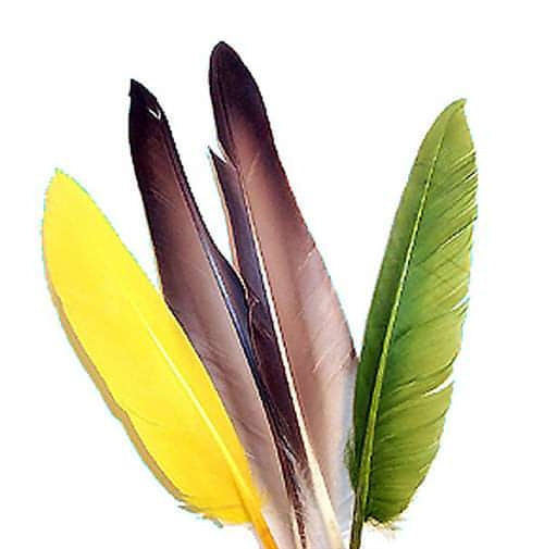 Duck Quills