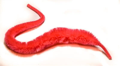 Minnows