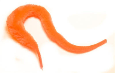 Minnows