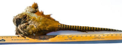 Ringneck Pheasant Tails