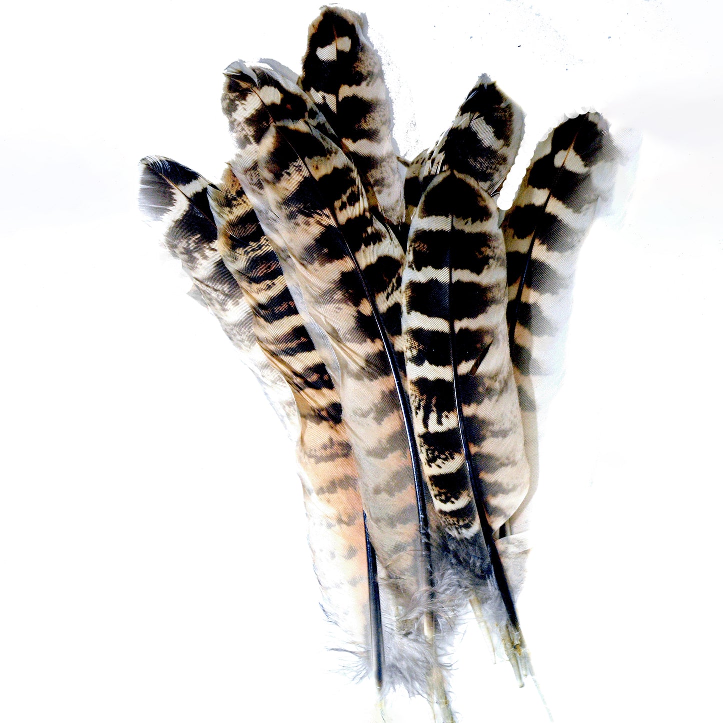 Hen Pheasant Wing Quills