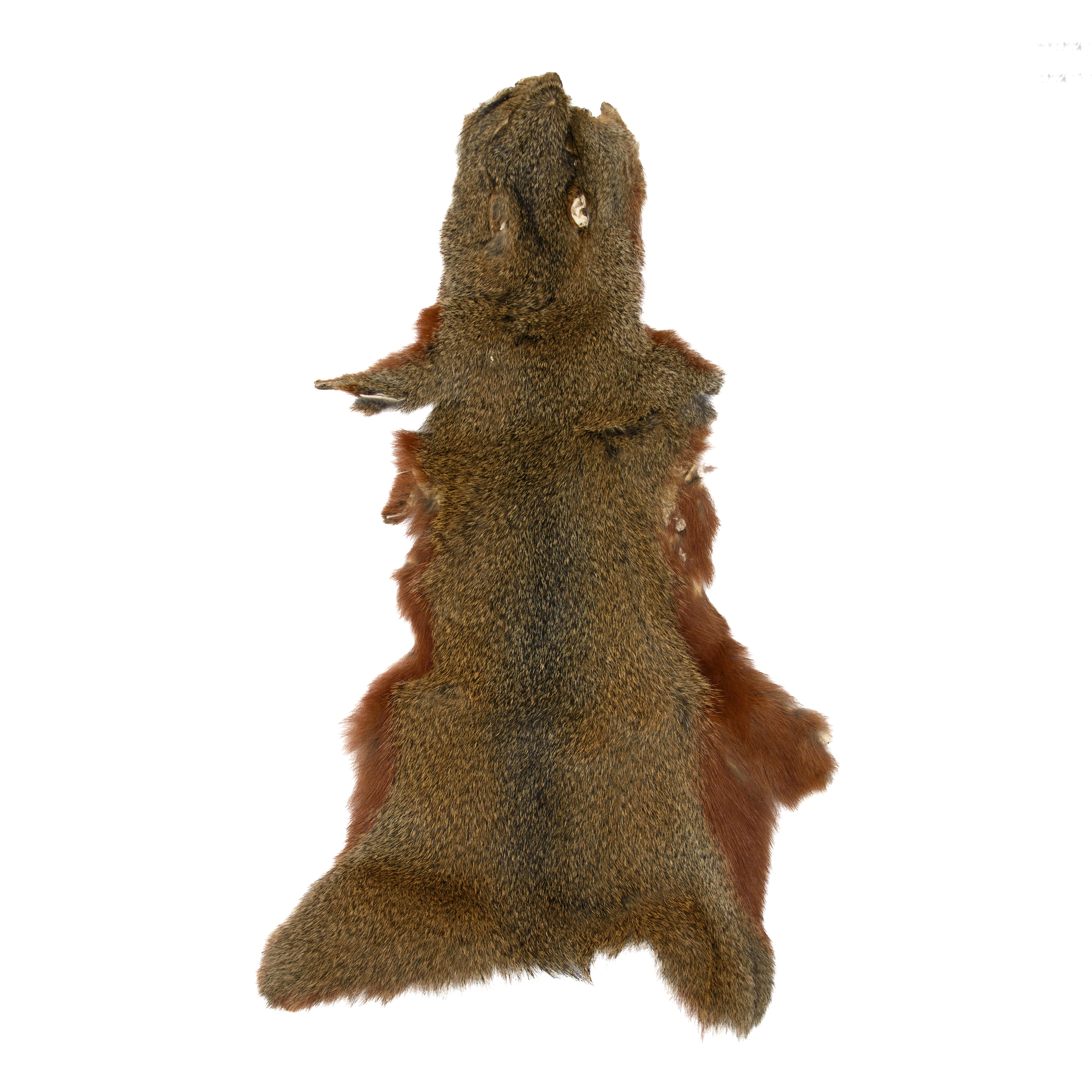 Pine Squirrel Hides | Fly Tying Materials – Cascade Crest Tools