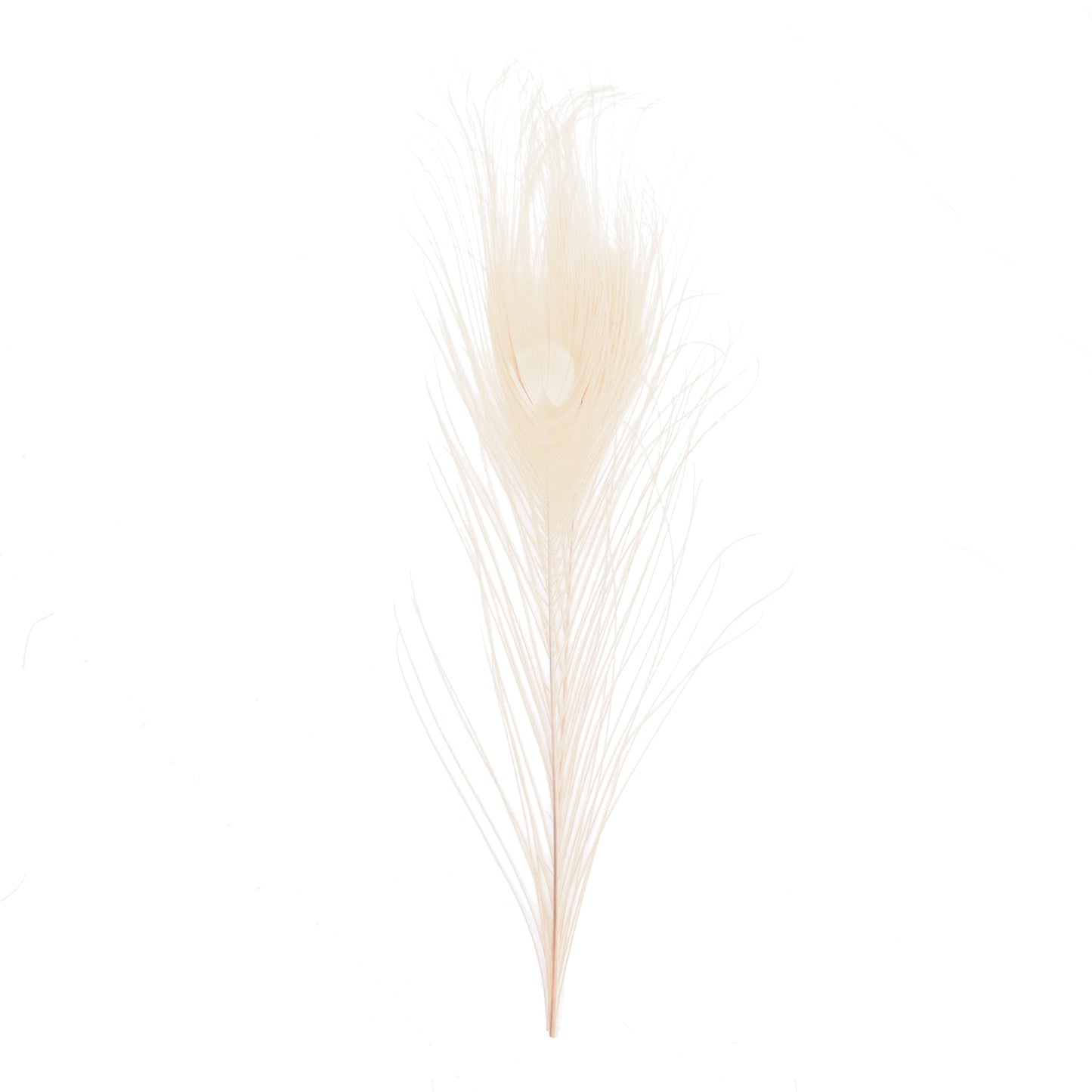 Stripped Peacock Quills