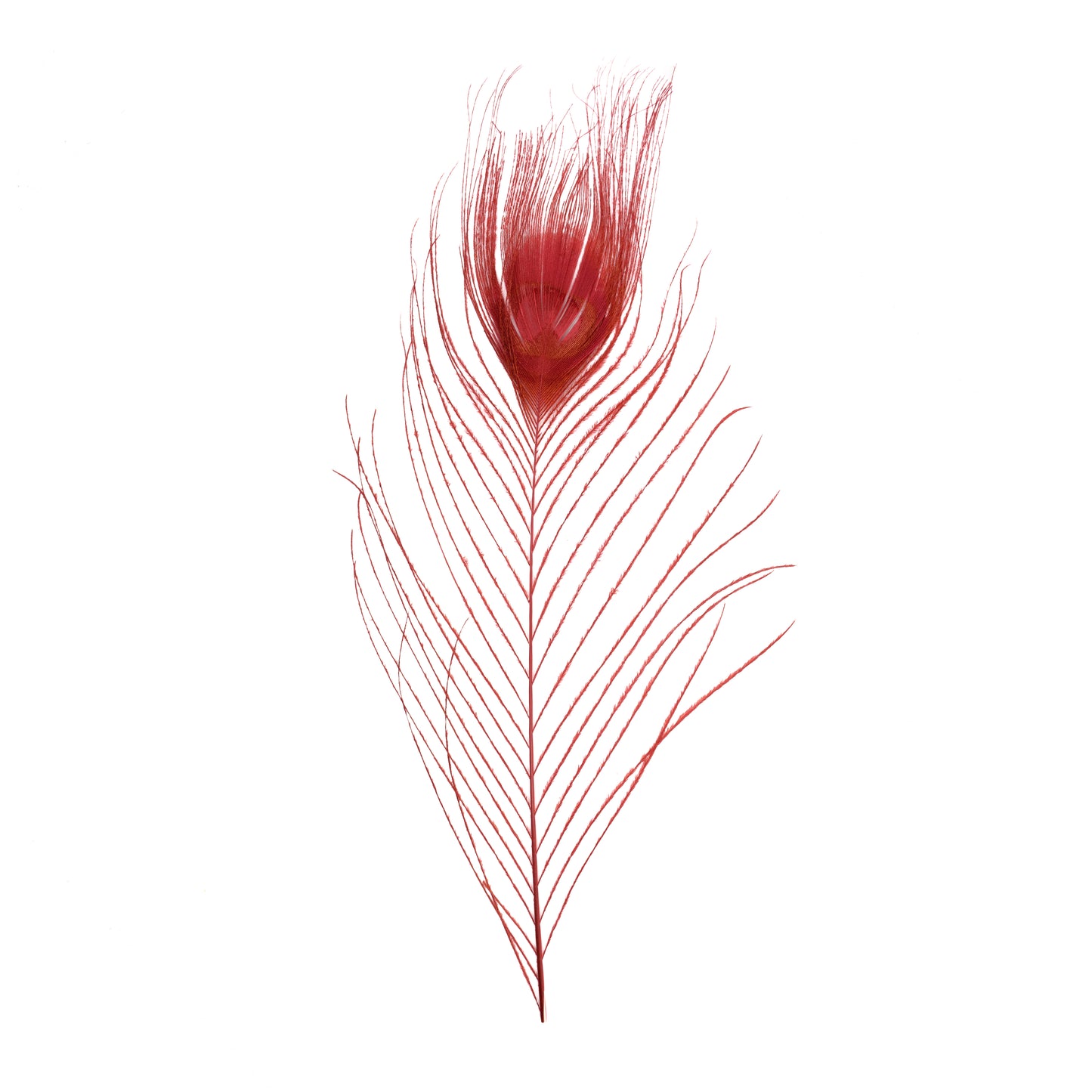 Stripped Peacock Quills