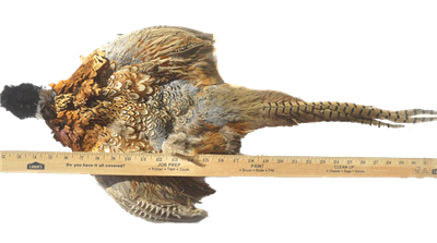 Ringneck Complete Pheasant Skin